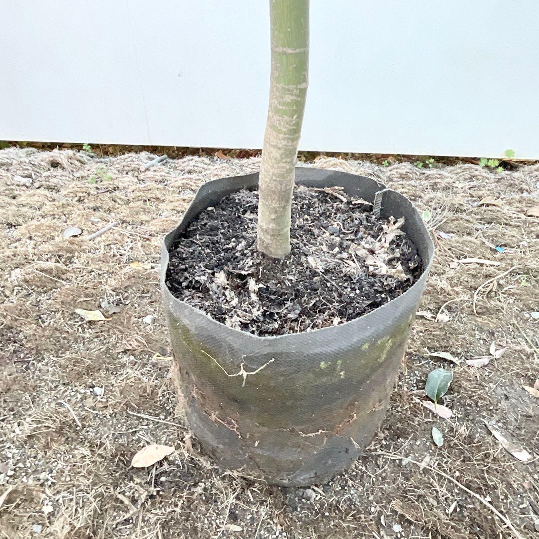 イロハモミジ/ 9