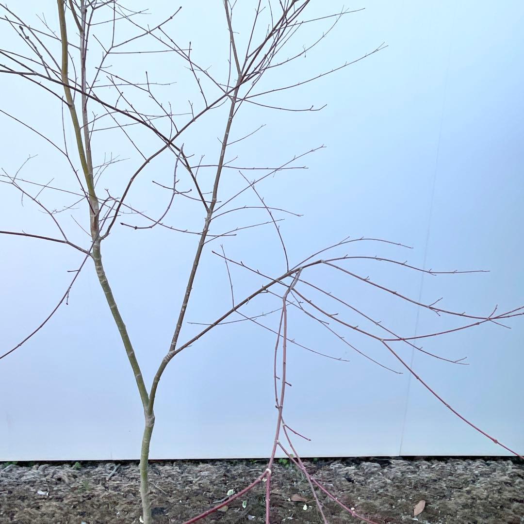 イロハモミジ/ 9