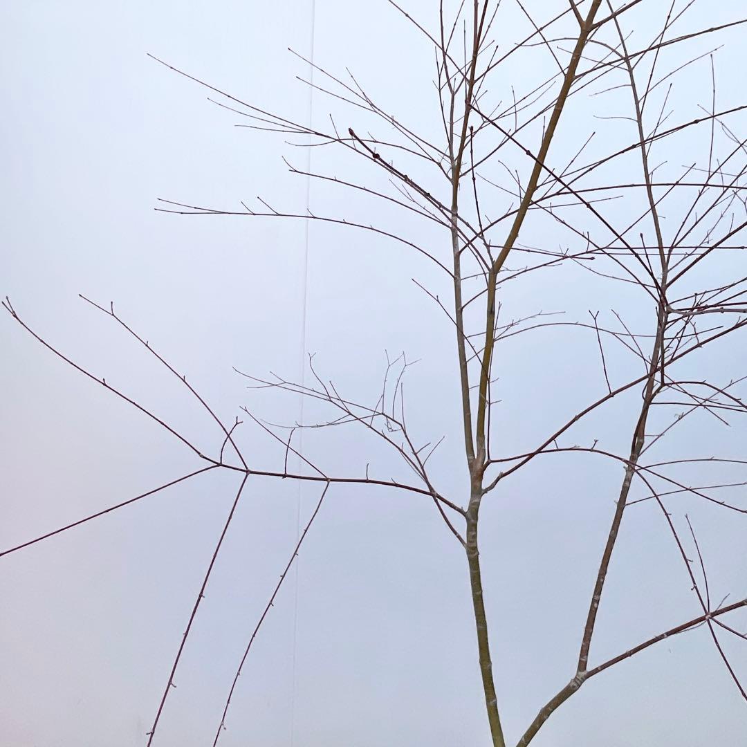 イロハモミジ/ 9