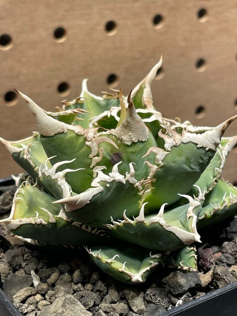 J*I様 アガベ　チタノタ　白豪棘　子株付　鉢のままメルカリ便
