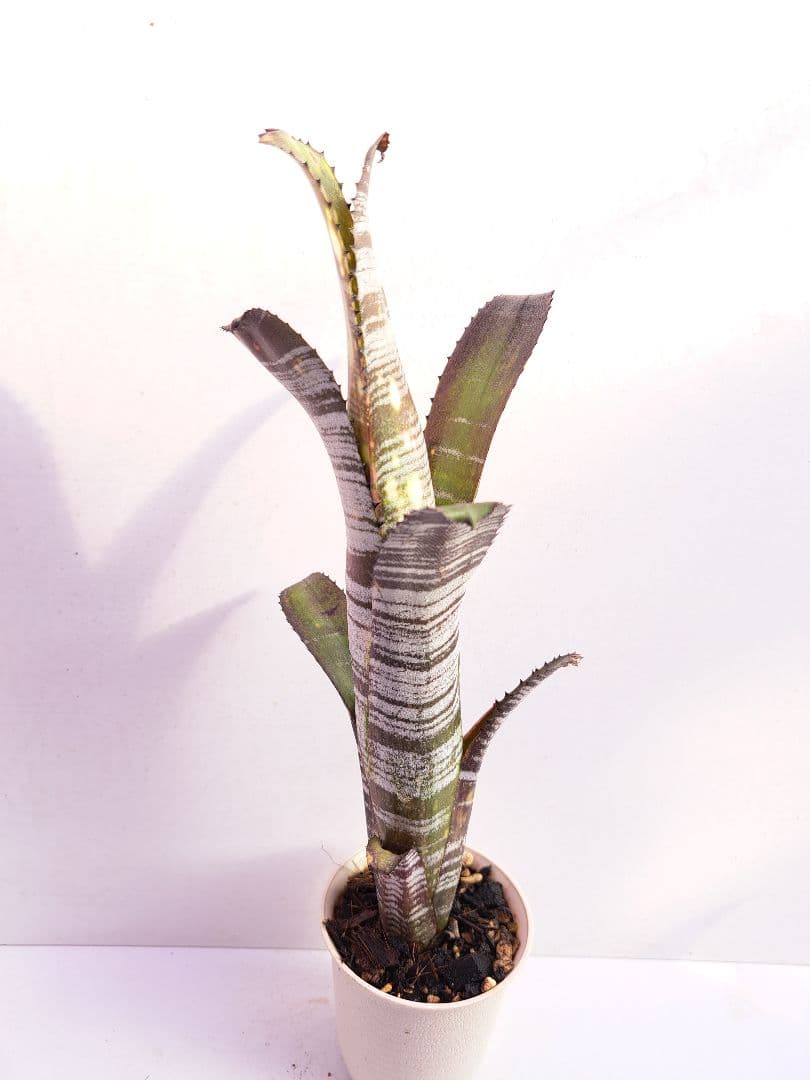 ビルベルギア ユーチューブ① 抜き苗 速達便 タンクブロメリア