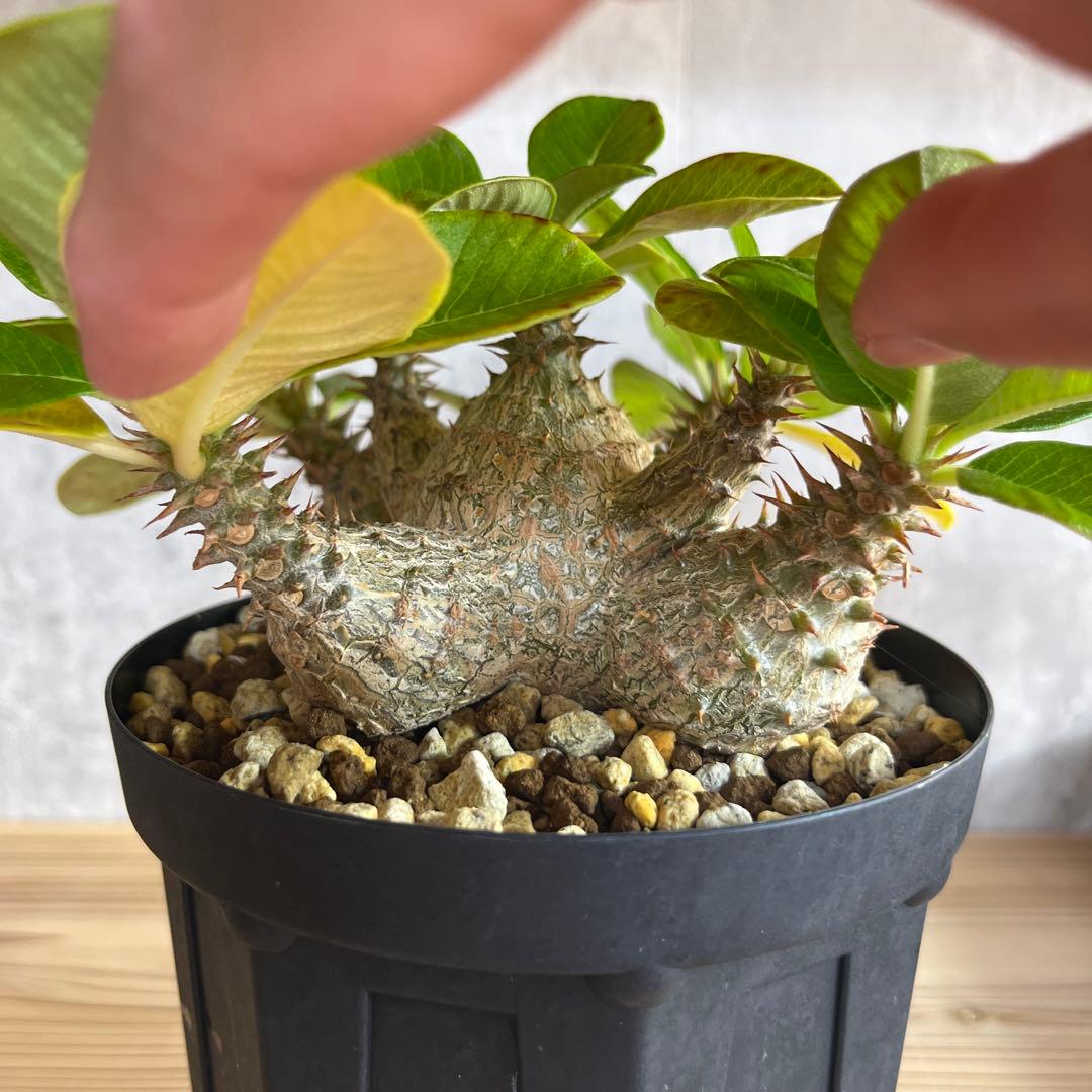 8パキポディウムウィンゾリー 国内実生6年株