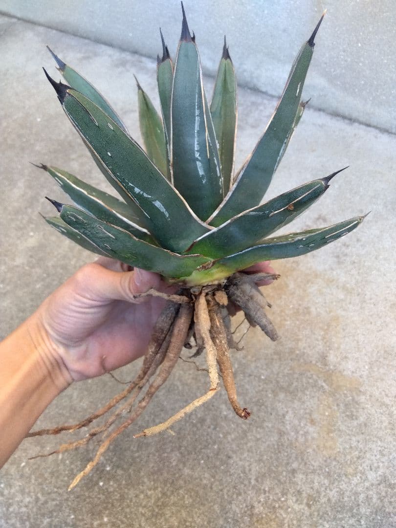 アガベ　笹吹雪　ニッケルシー　20センチ❗子株つき❗
