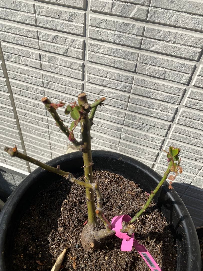 高級な和花　接木　3GLの鉢