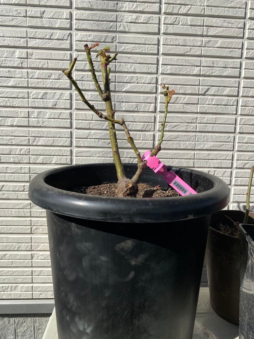 高級な和花　接木　3GLの鉢