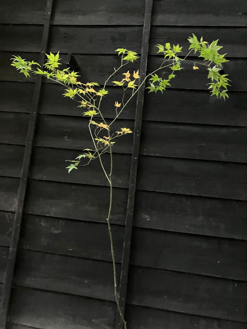 4 山採り　ヤマモミジ