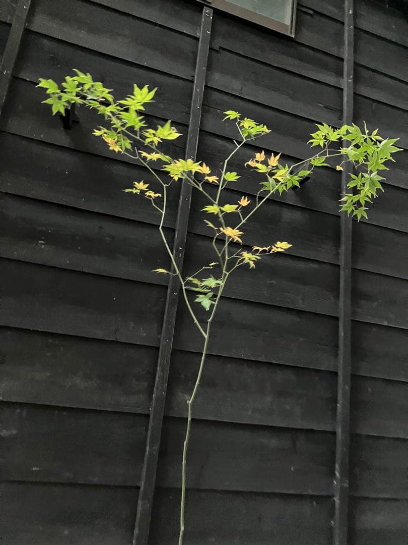 4 山採り　ヤマモミジ