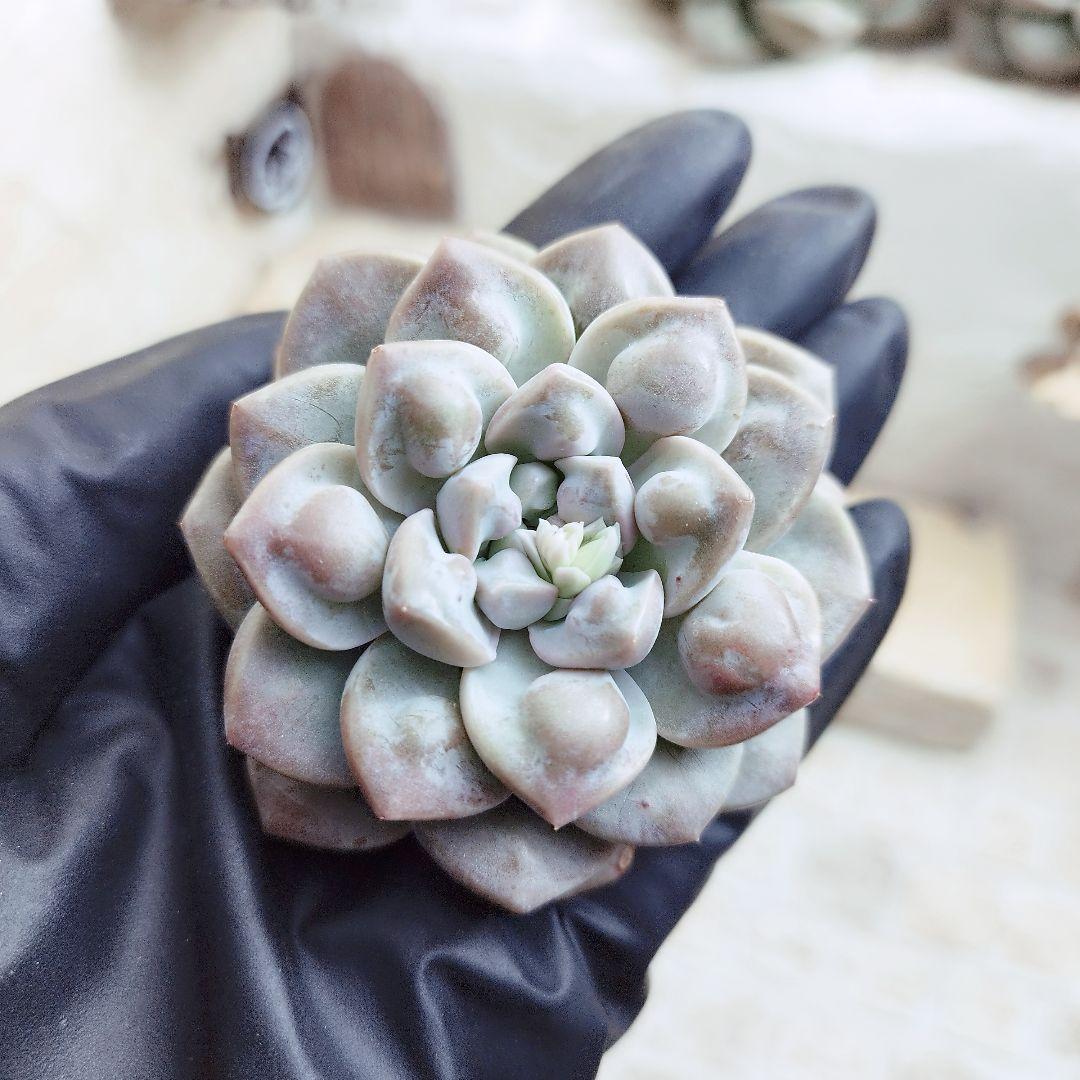 デーモンレルム◎多肉植物 カット苗 韓国苗 エケベリア等