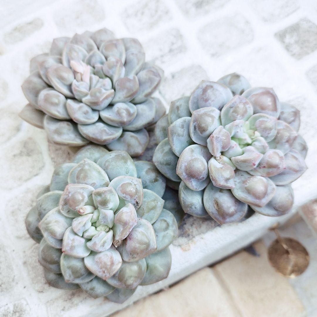 デーモンレルム◎多肉植物 カット苗 韓国苗 エケベリア等