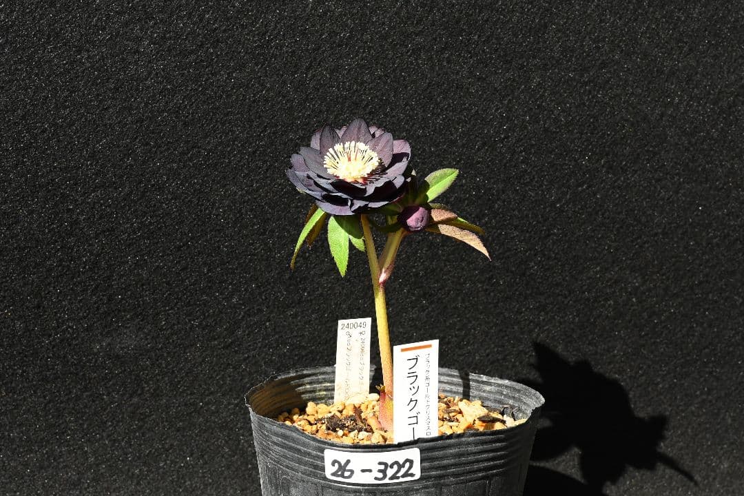 クリスマスローズ　認定ブラックゴールド　加藤農園