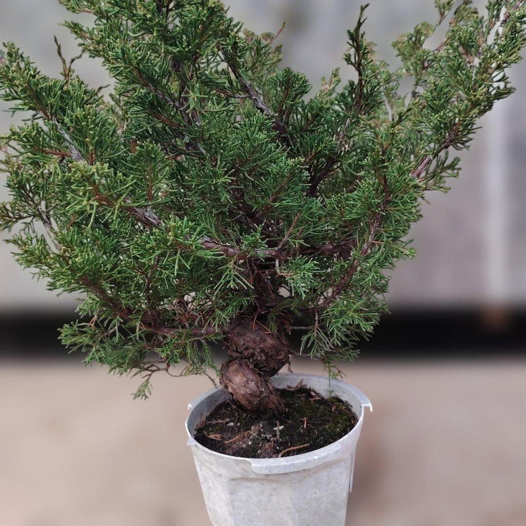 ②糸魚川真柏　素材