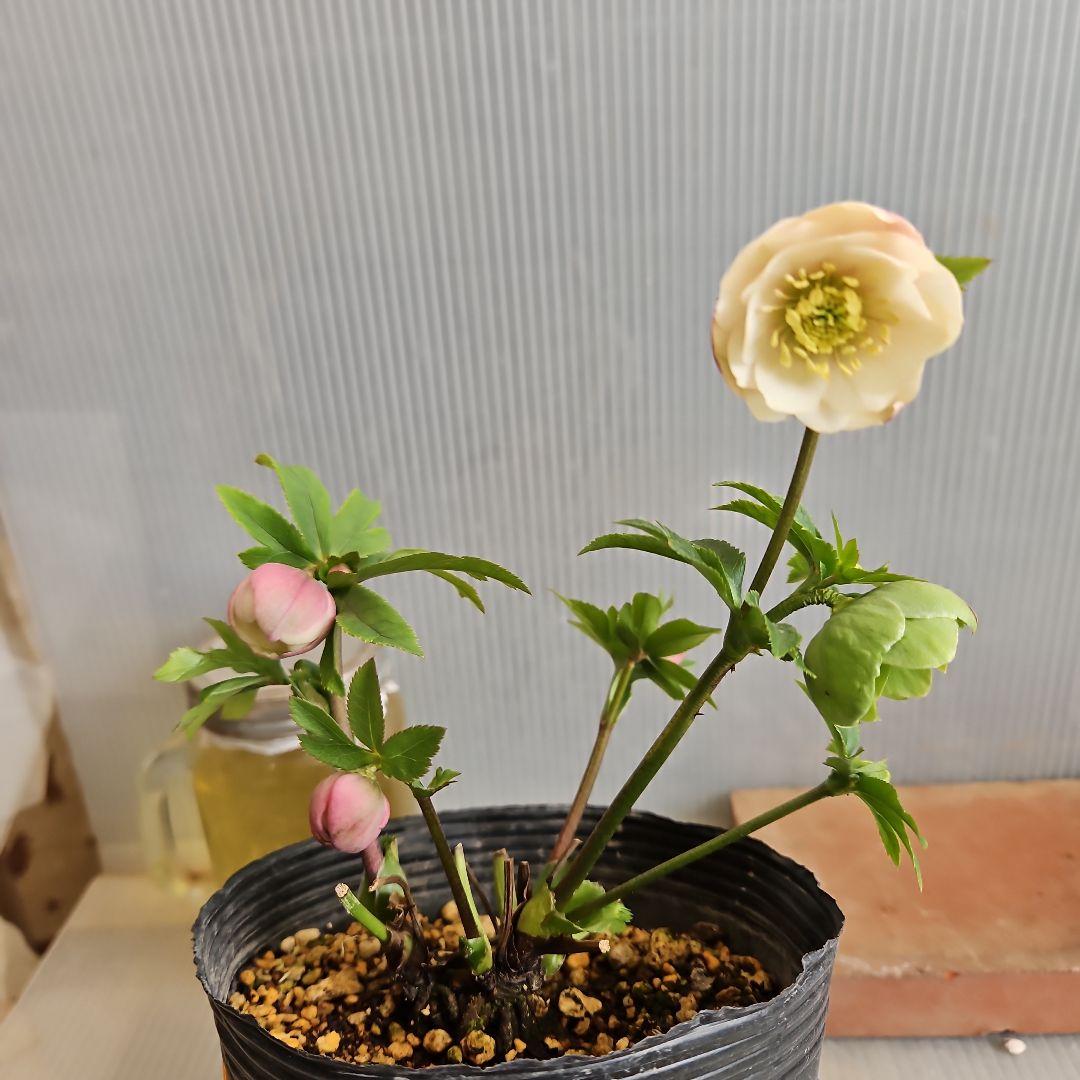 K.様ご購入苗㉖-287クリスマスローズ