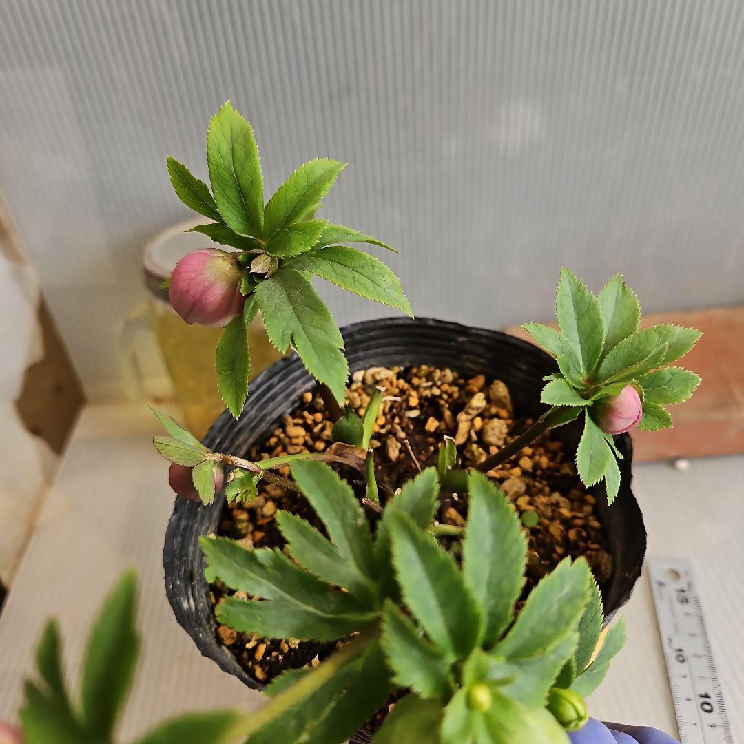 K.様ご購入苗㉖-287クリスマスローズ