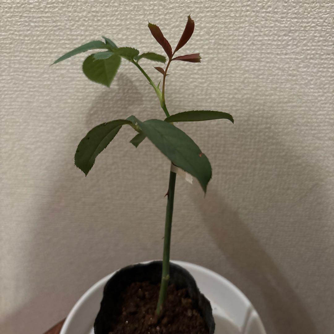 強香り♡フリルのシックな薔薇