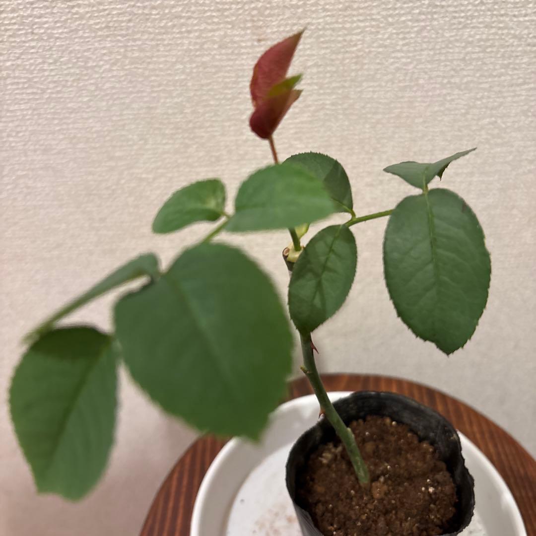 強香り♡フリルのシックな薔薇