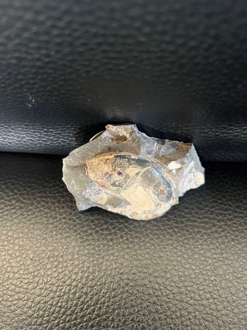 化石　7cm天然物につき個体差があり