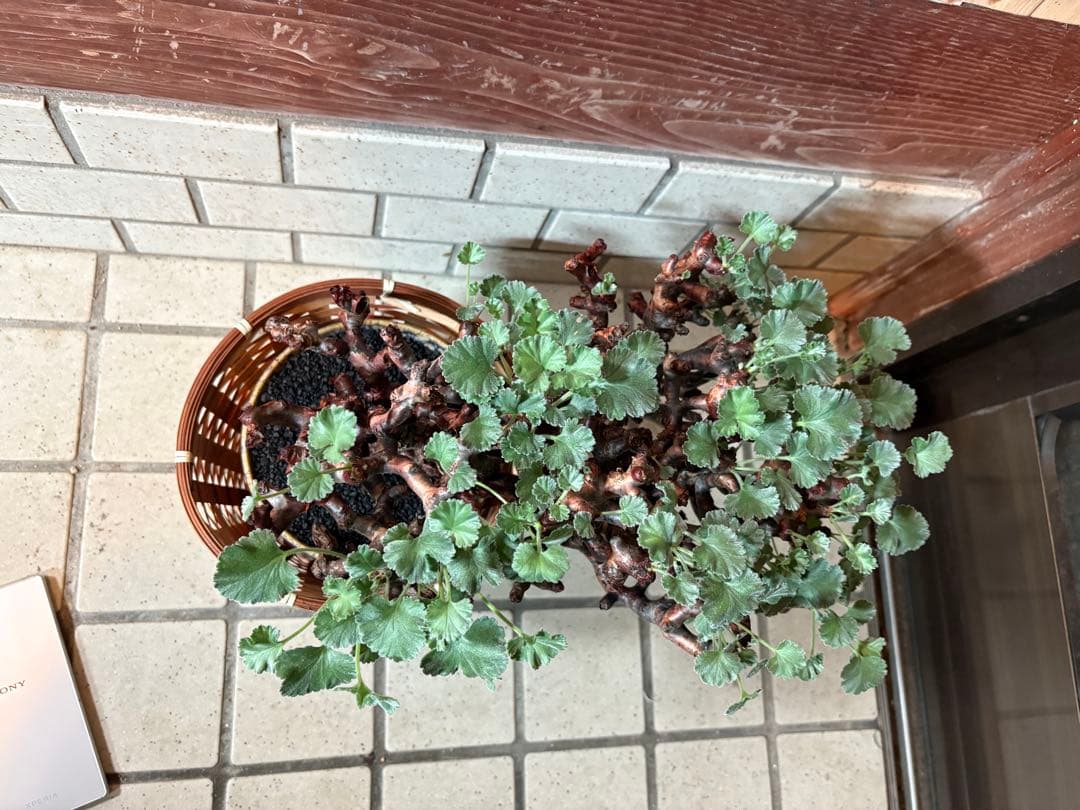 ペラルゴニウム　ミラビレ