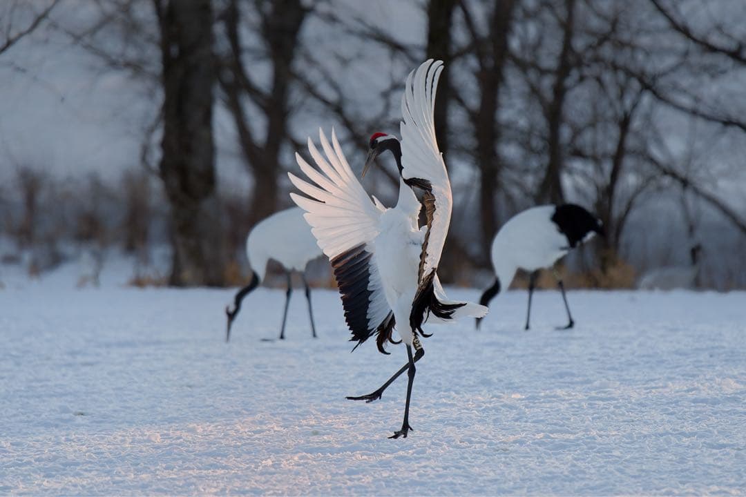 超美品Sony FE 200-600mm F5.6-6.3 G OSS