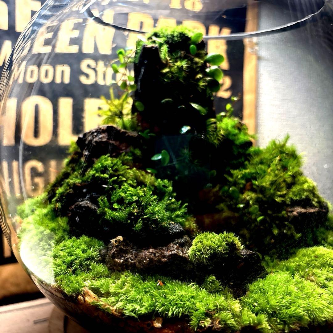 ❣️苔アート❣️屋久島の大木❣️直径25㎝❣️巨大テラリウム❣️送料込み❣️