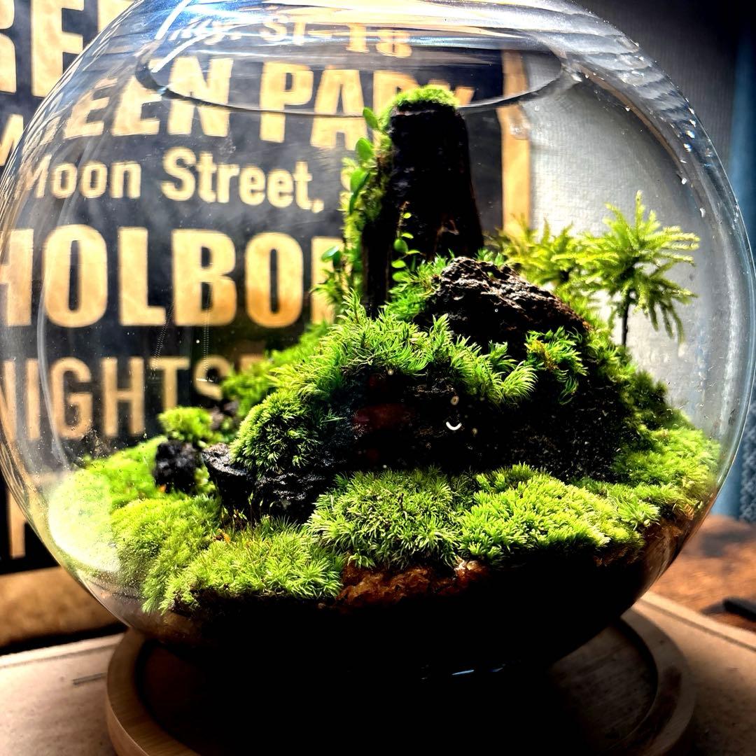 ❣️苔アート❣️屋久島の大木❣️直径25㎝❣️巨大テラリウム❣️送料込み❣️