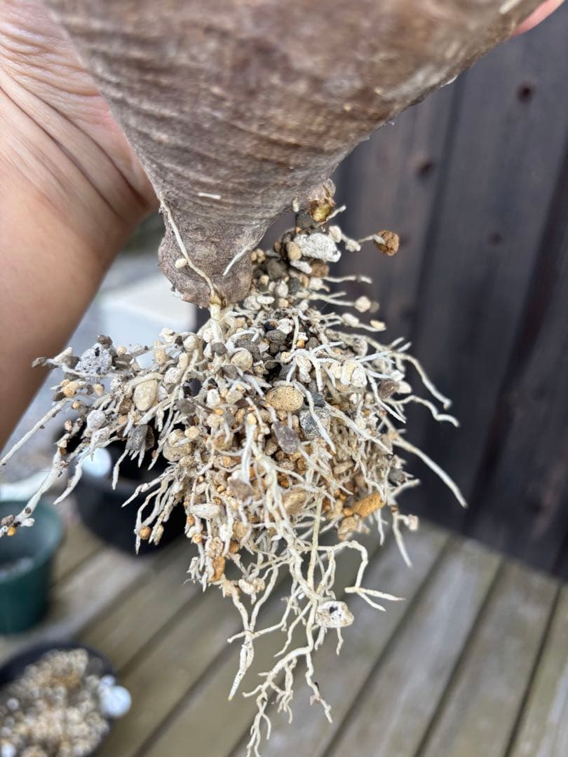 パキポディウムグラキリス　グラキリス　塊根植物　現地球　発根済み　大株　塊根