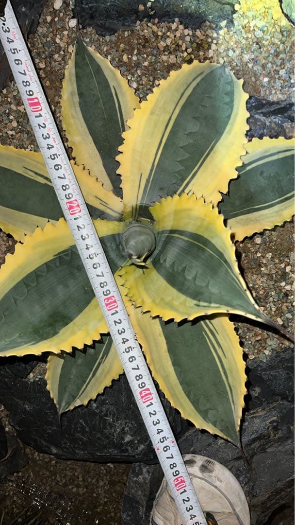 リップル　エフェクト