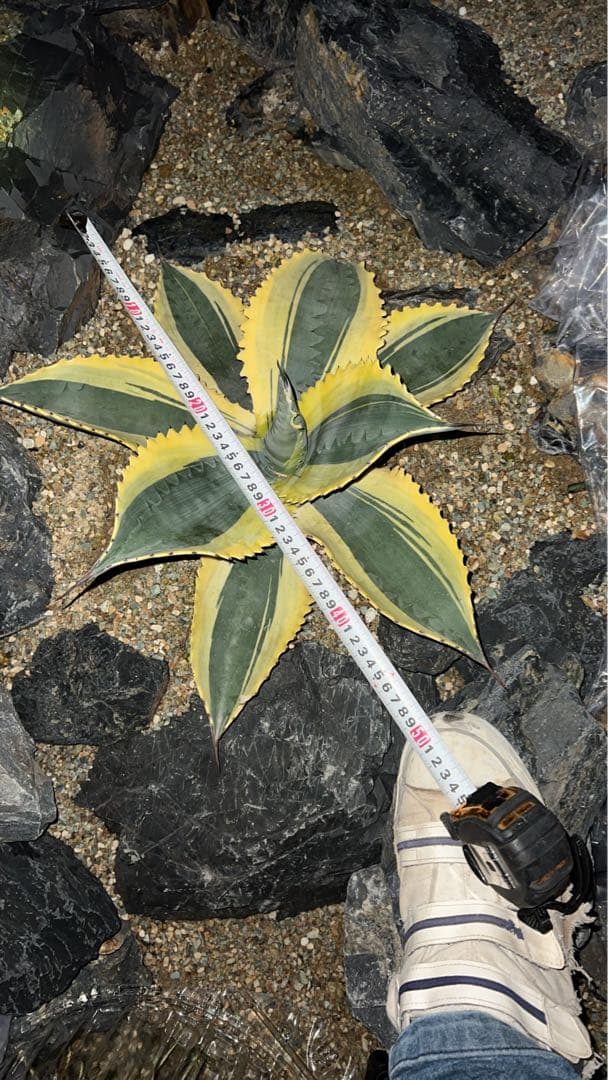 リップル　エフェクト