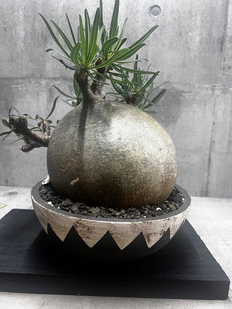 塊根植物パキポディウム グラキリス 超美株