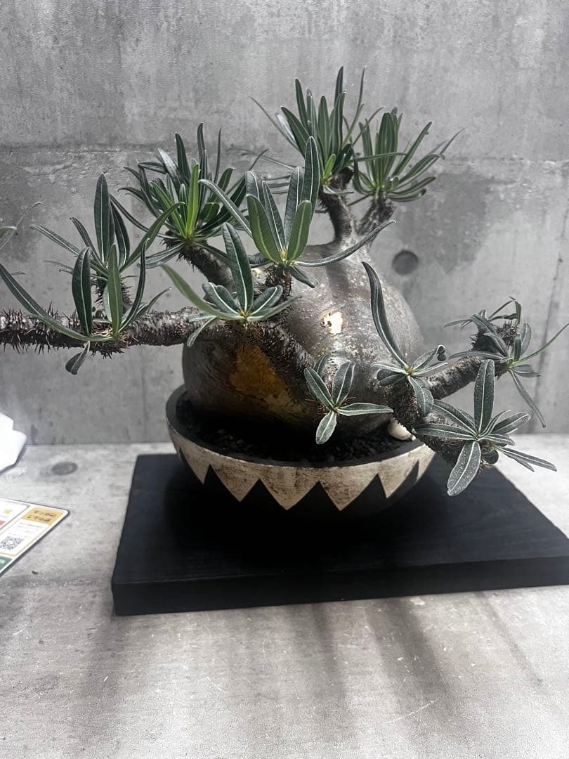 塊根植物パキポディウム グラキリス 超美株