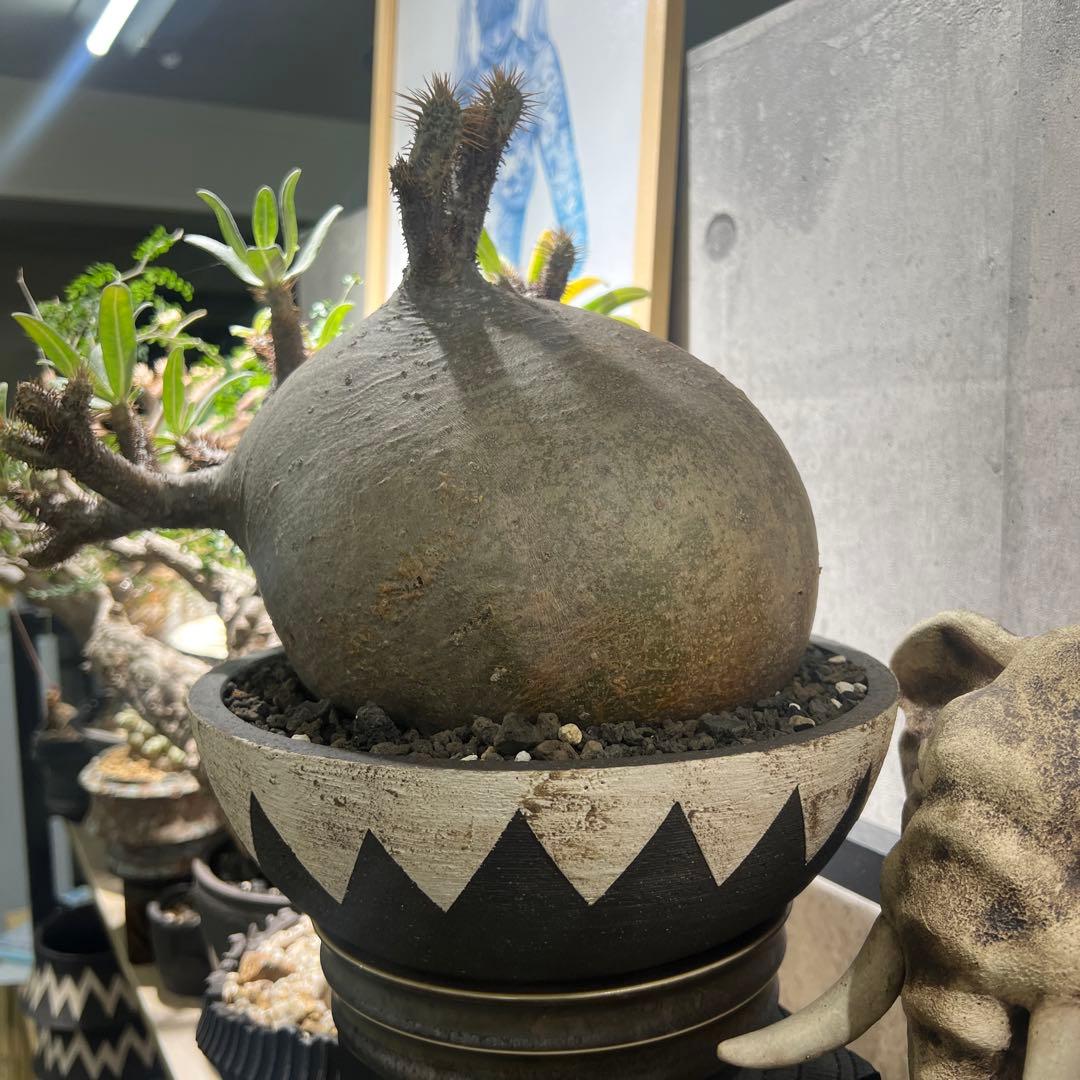 塊根植物パキポディウム グラキリス 超美株