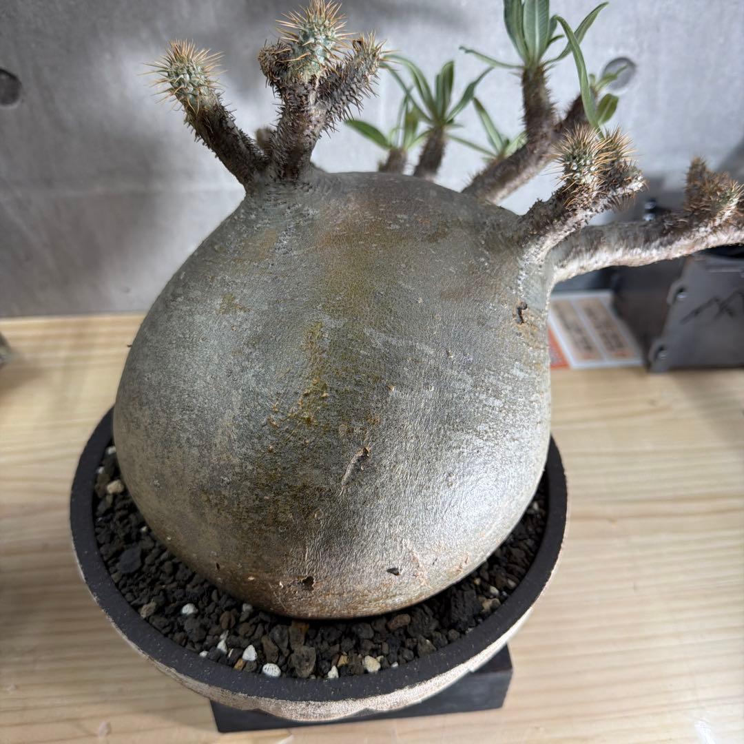 塊根植物パキポディウム グラキリス 超美株