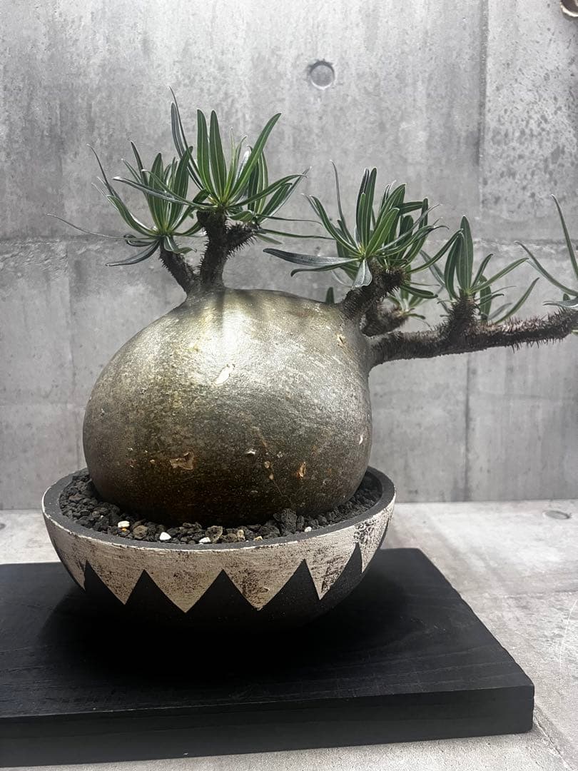 塊根植物パキポディウム グラキリス 超美株