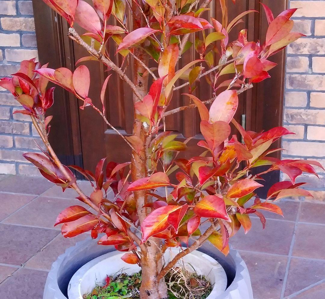 サカキ苗木 本榊 稀少 紅葉サカキ 大型190㎝ 10号 綺麗な葉色 庭木 鉢植