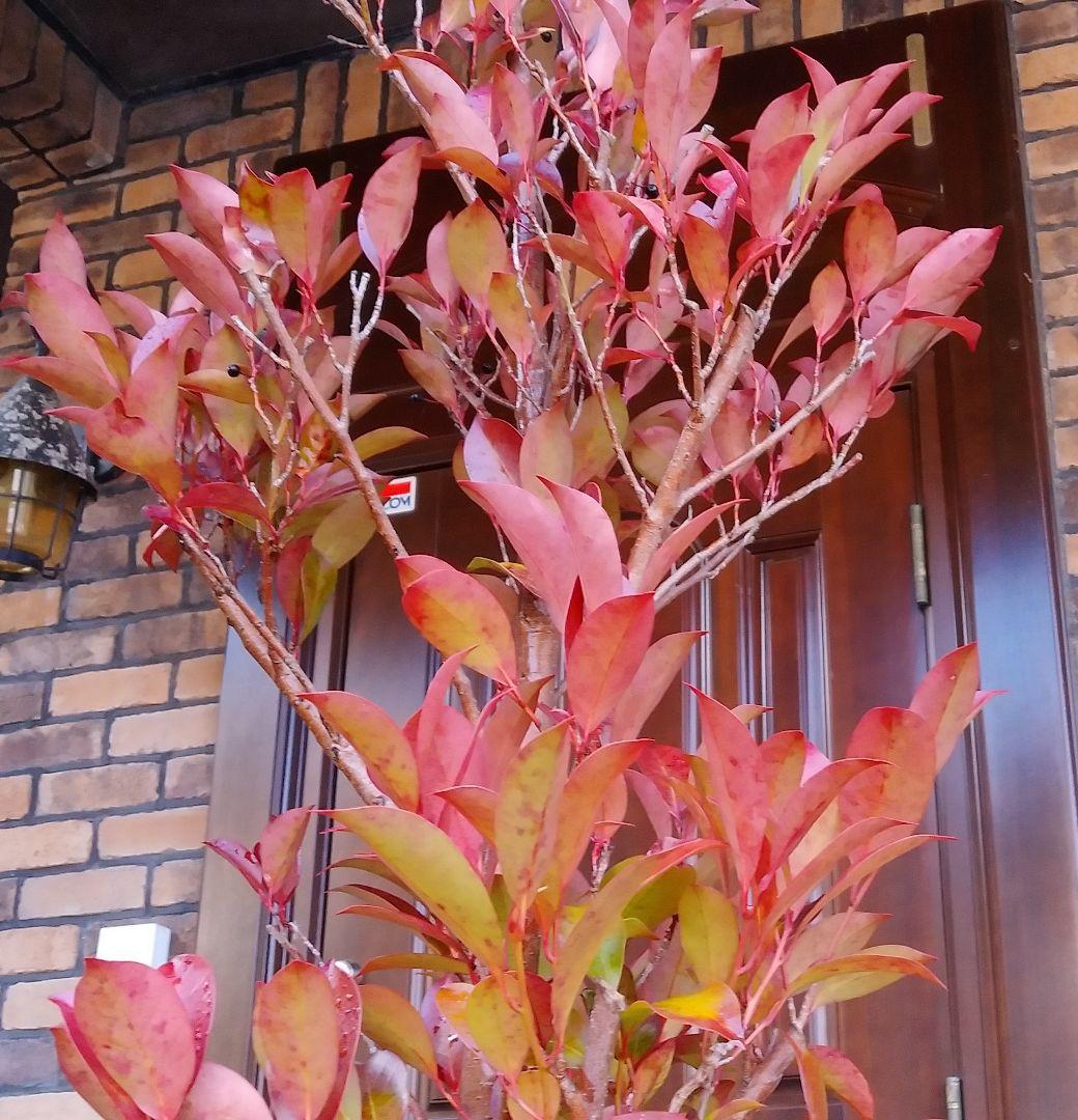 サカキ苗木 本榊 稀少 紅葉サカキ 大型190㎝ 10号 綺麗な葉色 庭木 鉢植