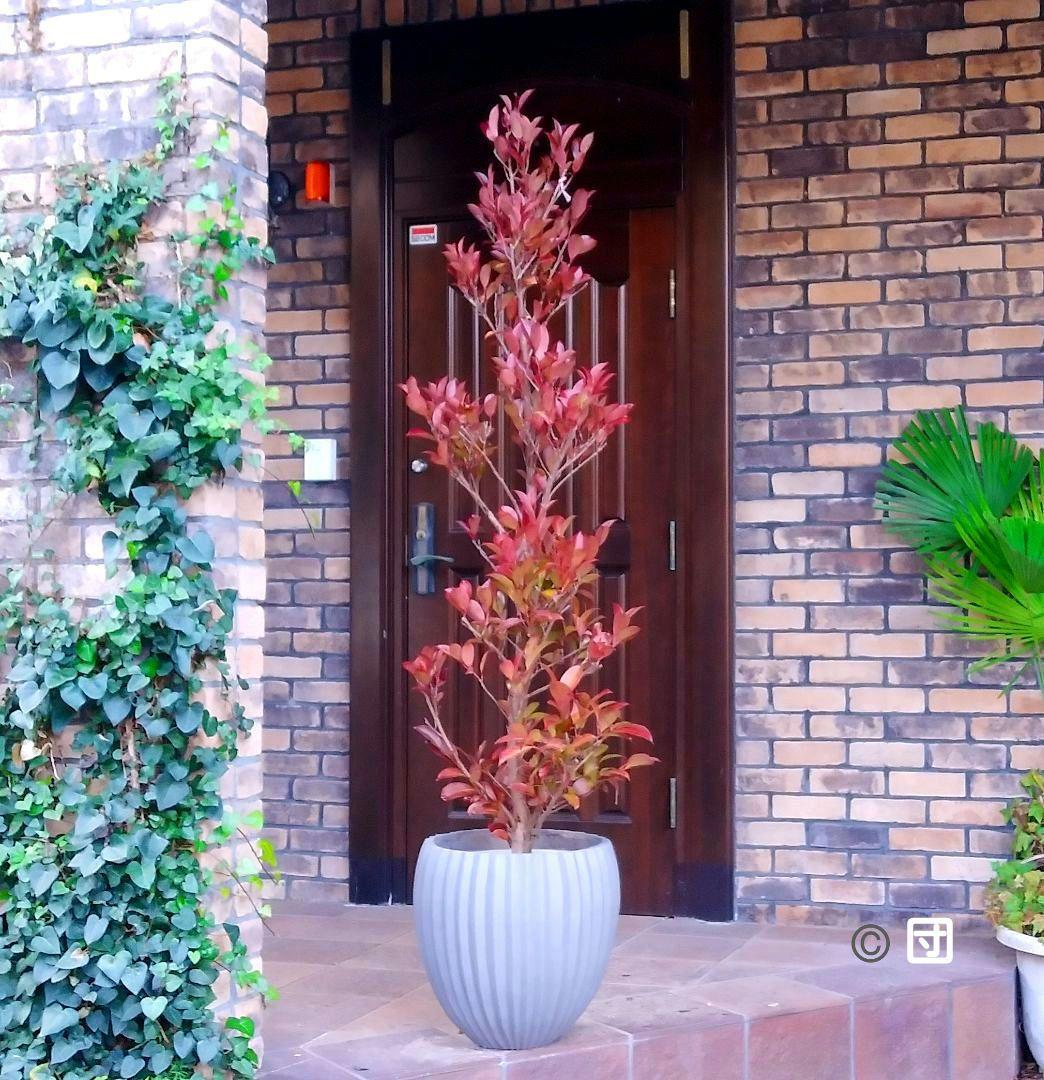 サカキ苗木 本榊 稀少 紅葉サカキ 大型190㎝ 10号 綺麗な葉色 庭木 鉢植