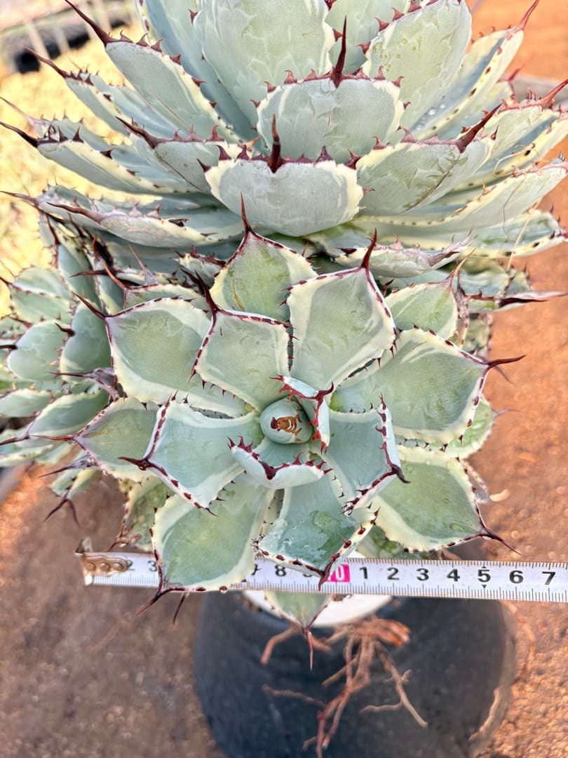 アガベ 吉祥冠錦　2子株付き