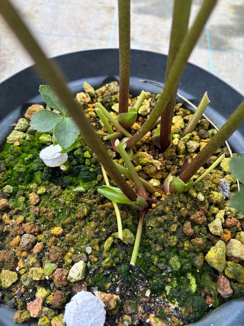 クリスマスローズ　クリーム色ピコティ　６寸