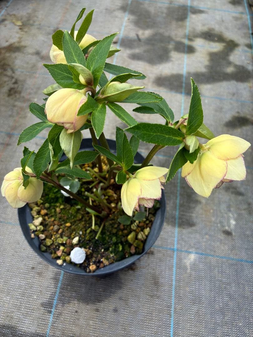 クリスマスローズ　クリーム色ピコティ　６寸