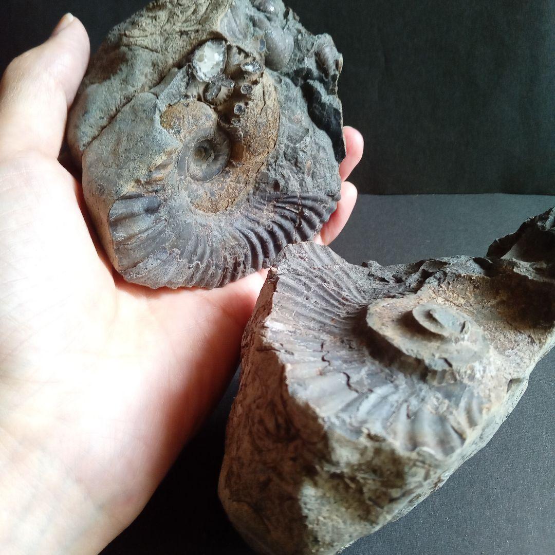 化石　標本　ノジュール原石　アンモナイト　国産　球状コンクリーション