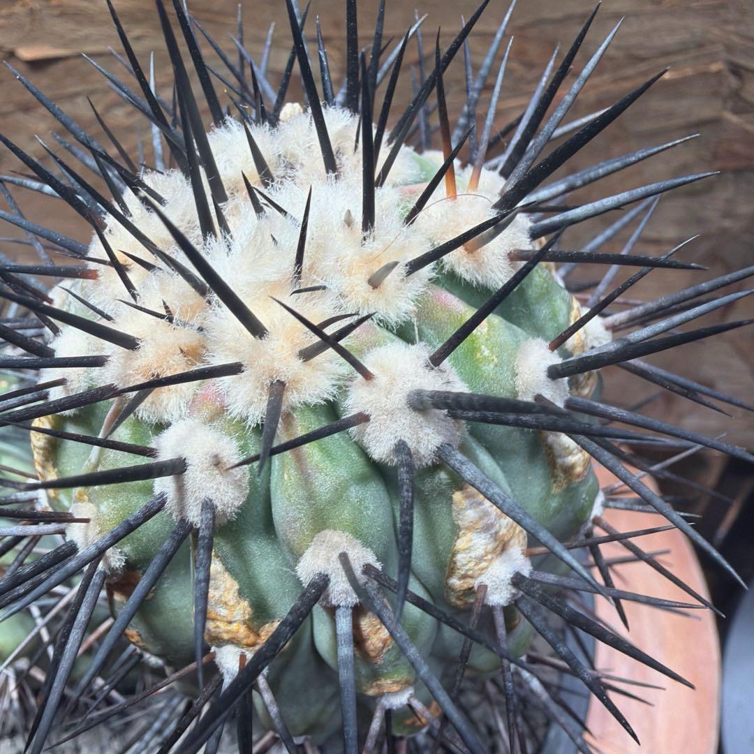 コピアポア 黒士冠ダブルベッド× NEIGHBORHOOD SRL Lサイズ