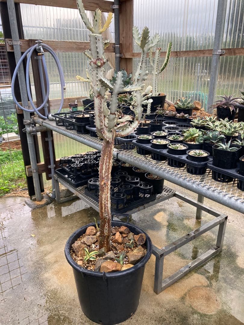 ホワイトゴースト20年物(引取り限定)