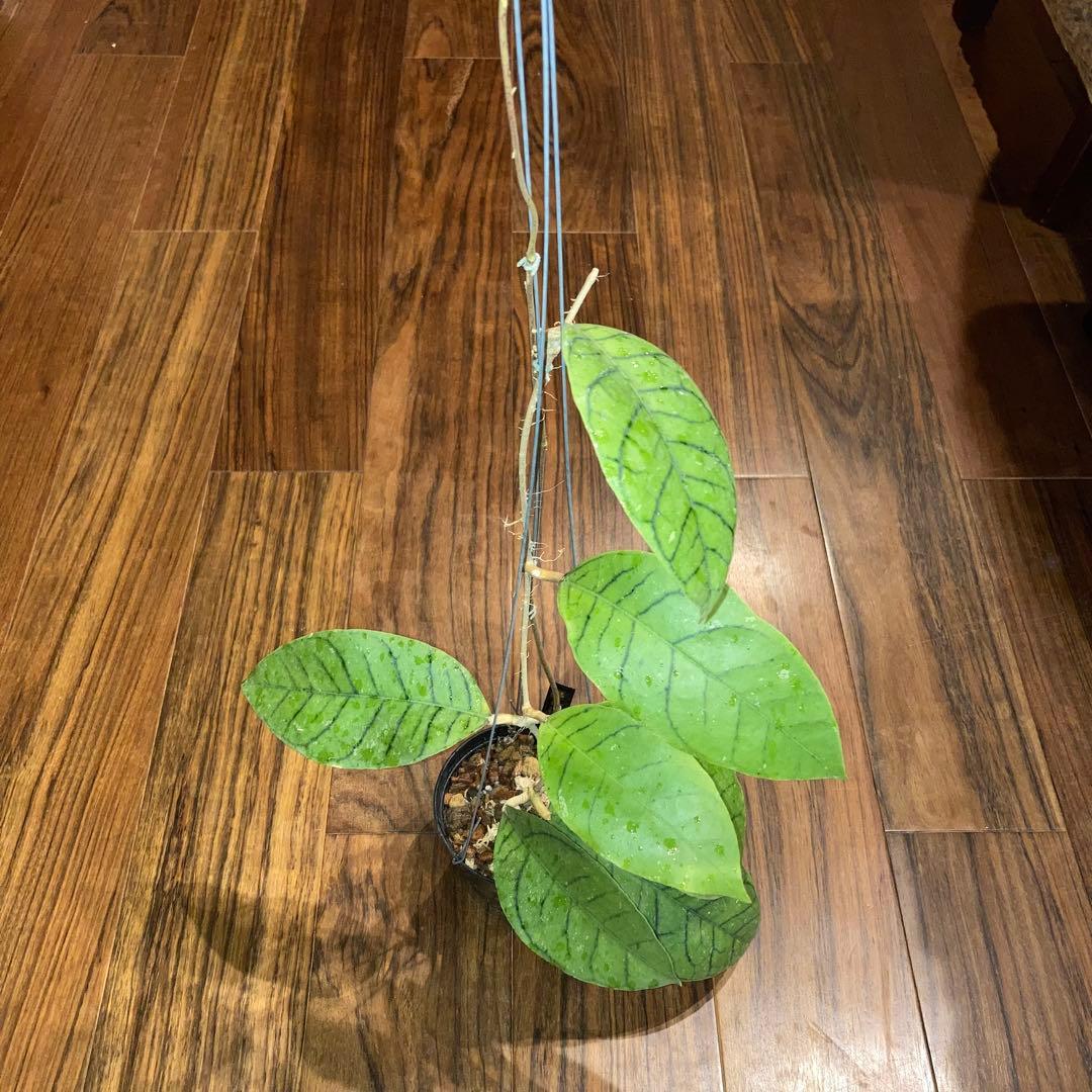 ホヤ カリストフィラ ジャイアント【現品・鉢付・タグ付・メルカリ便】サクララン