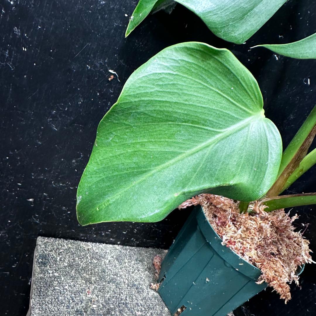 ル*ス様 モンステラデリシオーサシエラナオアハカ増殖株大株美葉個体レア