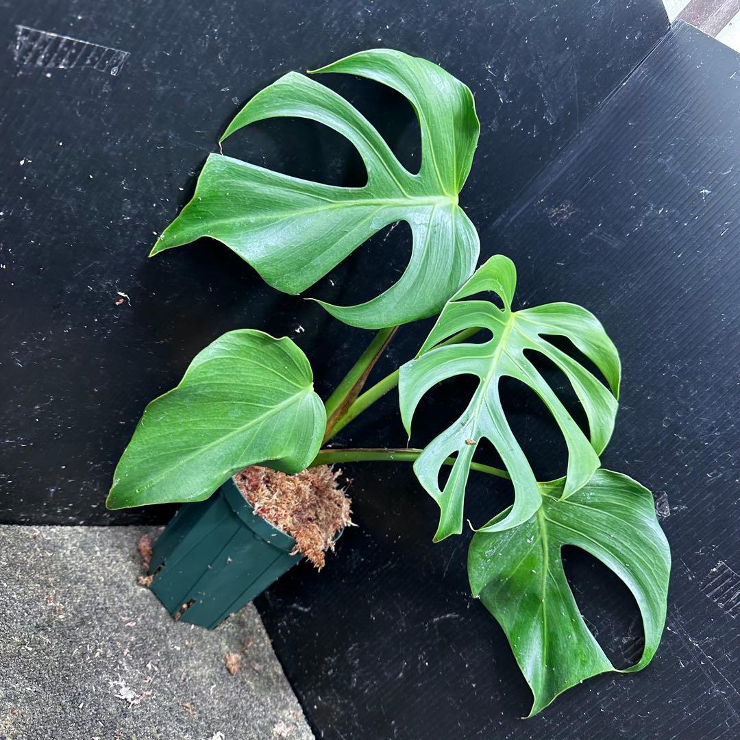 ル*ス様 モンステラデリシオーサシエラナオアハカ増殖株大株美葉個体レア