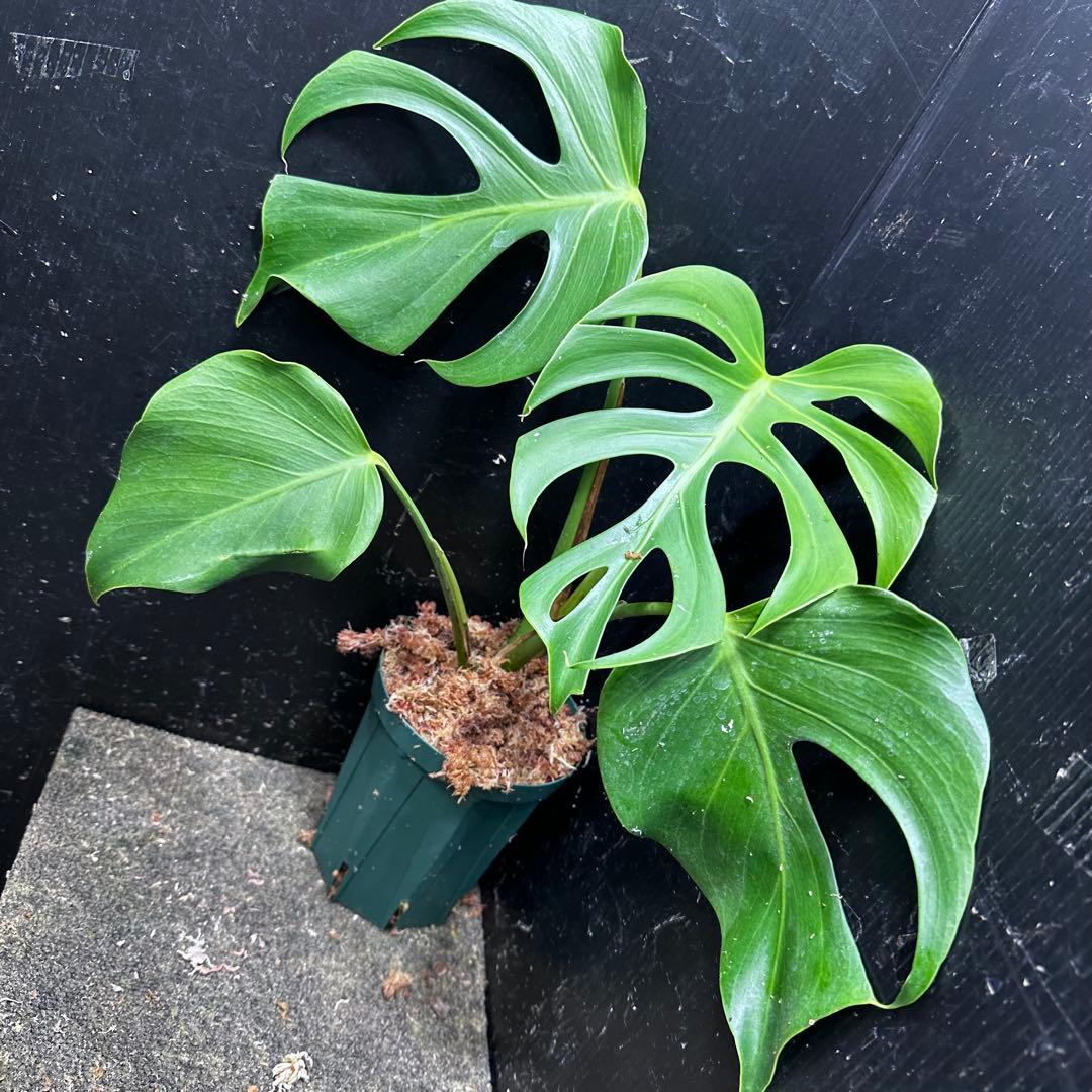 ル*ス様 モンステラデリシオーサシエラナオアハカ増殖株大株美葉個体レア