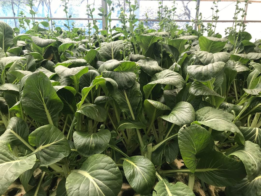 北陸中部関西中国四国地方の方　冷凍コオロギ1kg M・Lサイズ　フタホシコオロギ