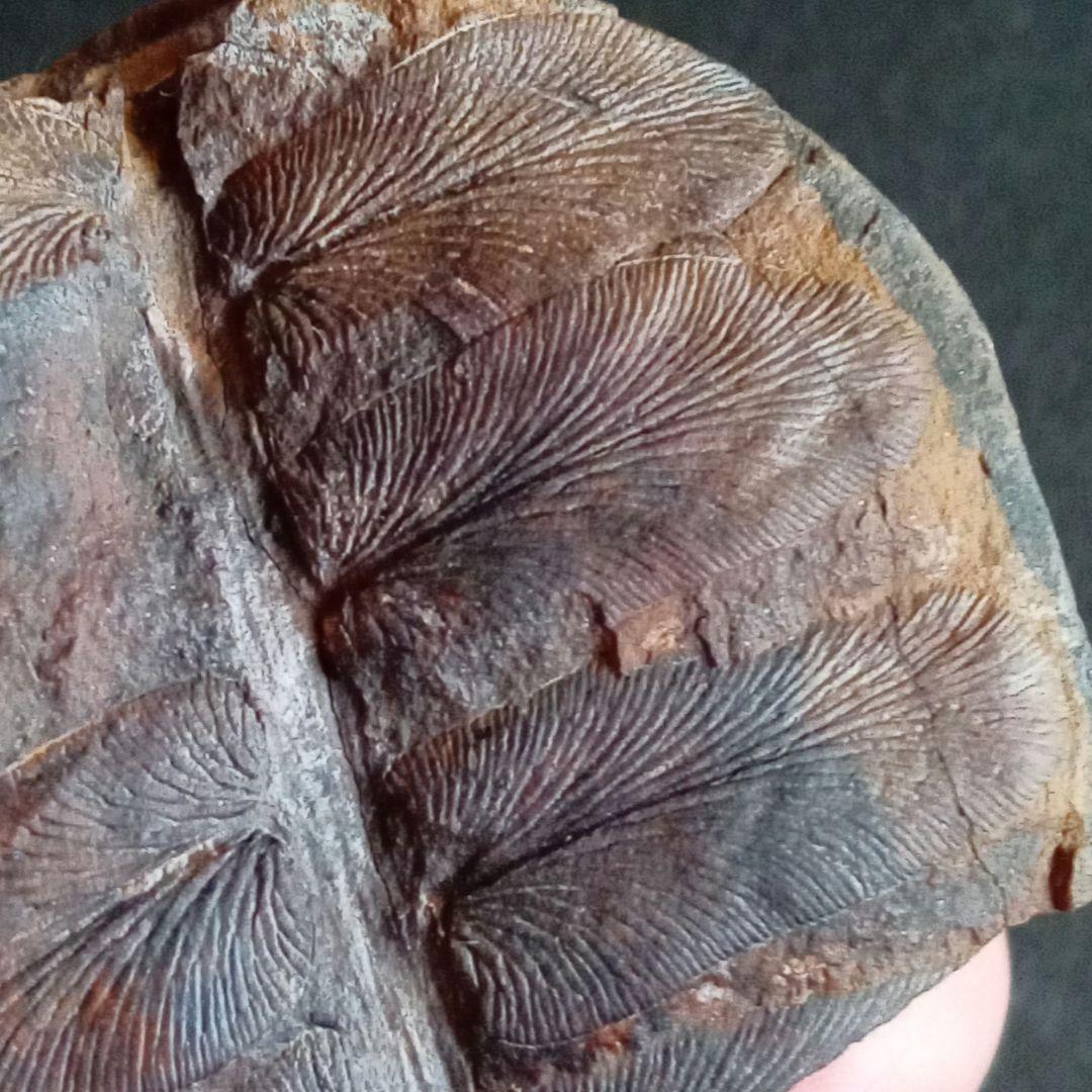 化石標本　植物　古生代　石炭紀　シダ種子類