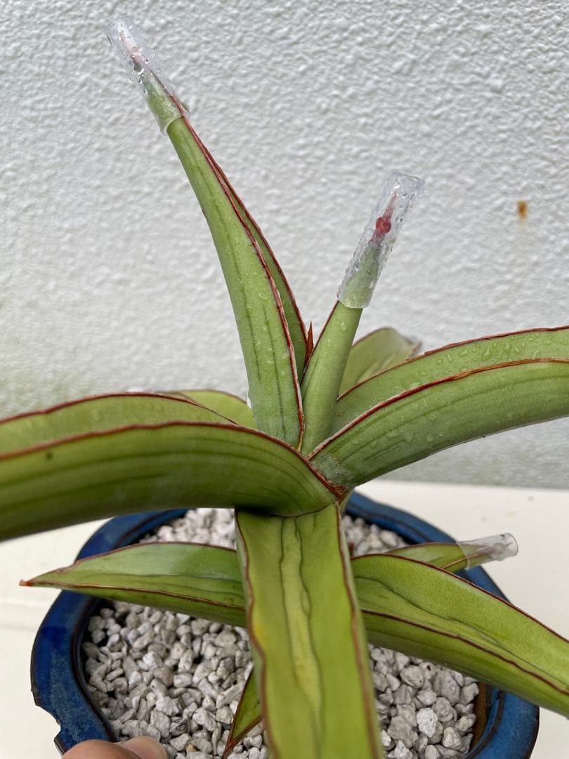 サンスベリア　ラブラノス23251 ハイパー　　イエローワンダー　希少