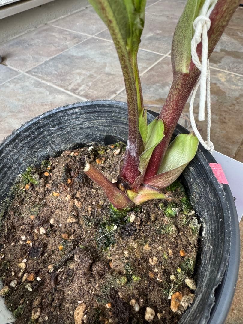 クリスマスローズ　パステリッシュストレイン（濃）