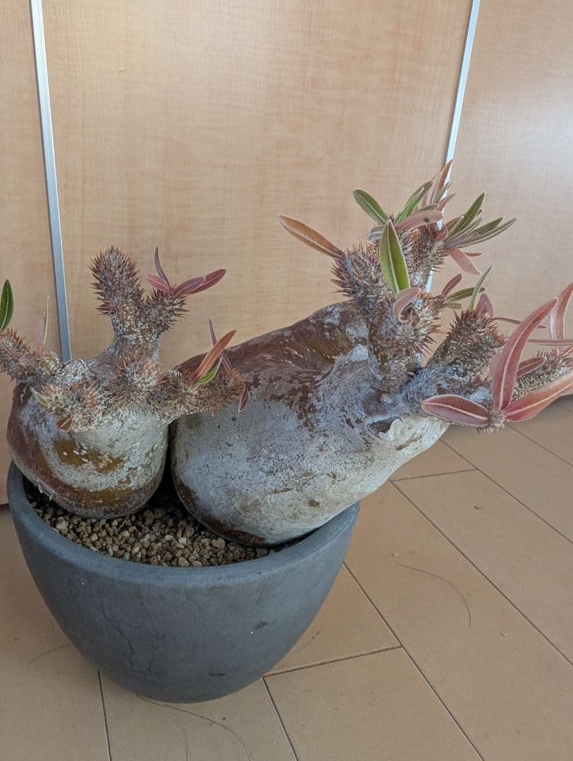 パキポディウム　イノビナツム2頭レア